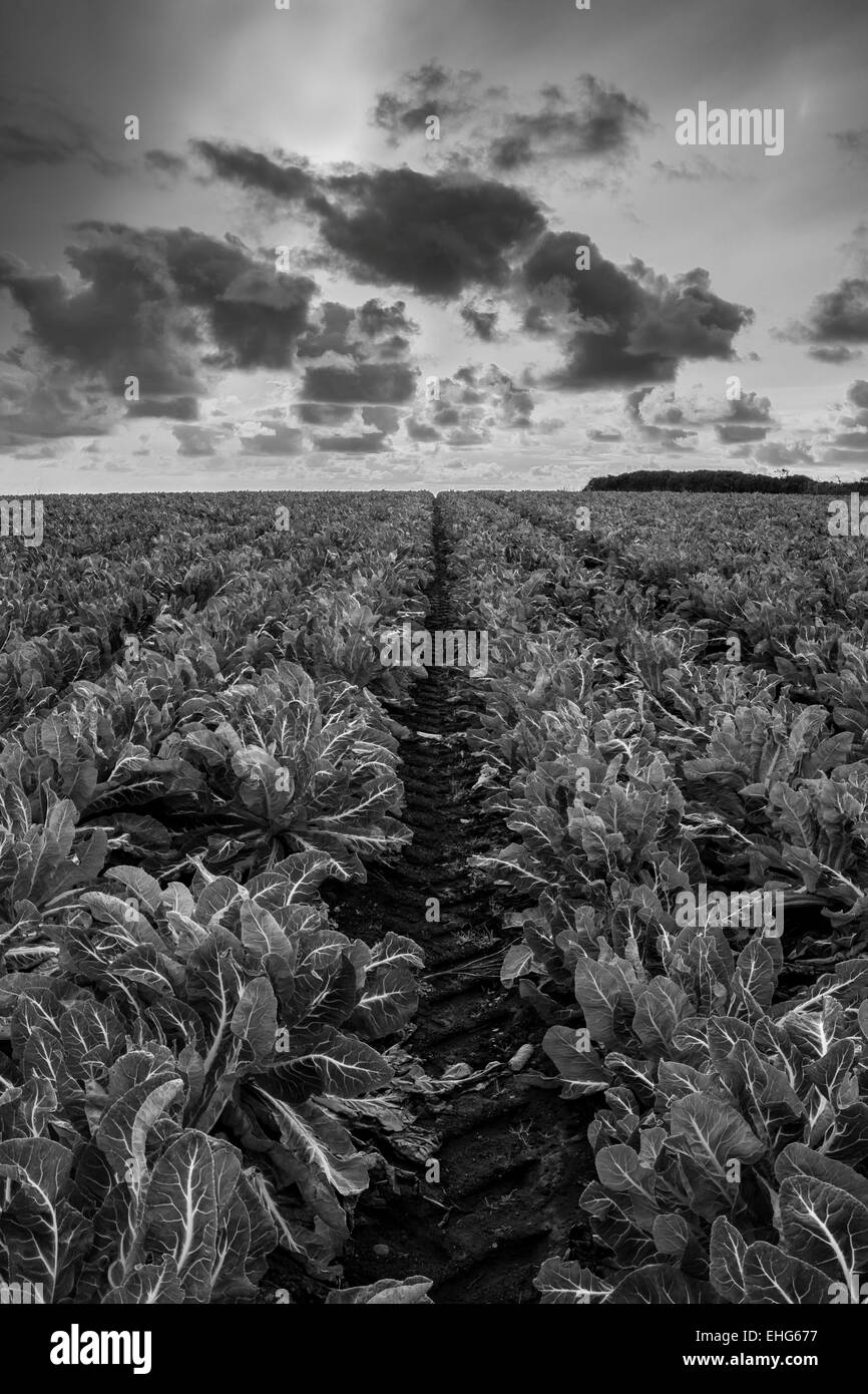 Cabbage patch hires stock photography and images Alamy