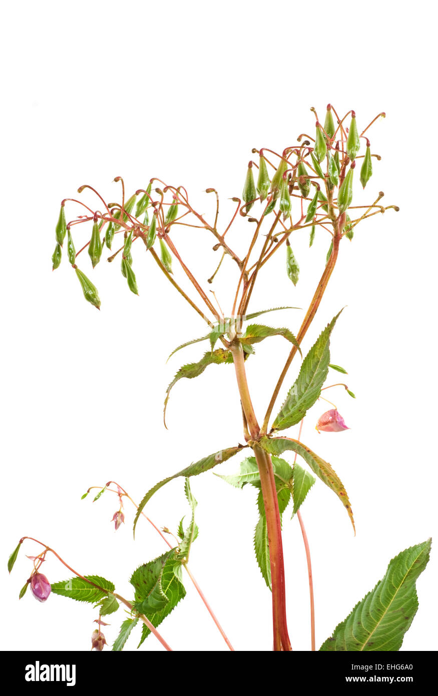 Indisches Springkraut / Himalayan Balsam Stock Photo
