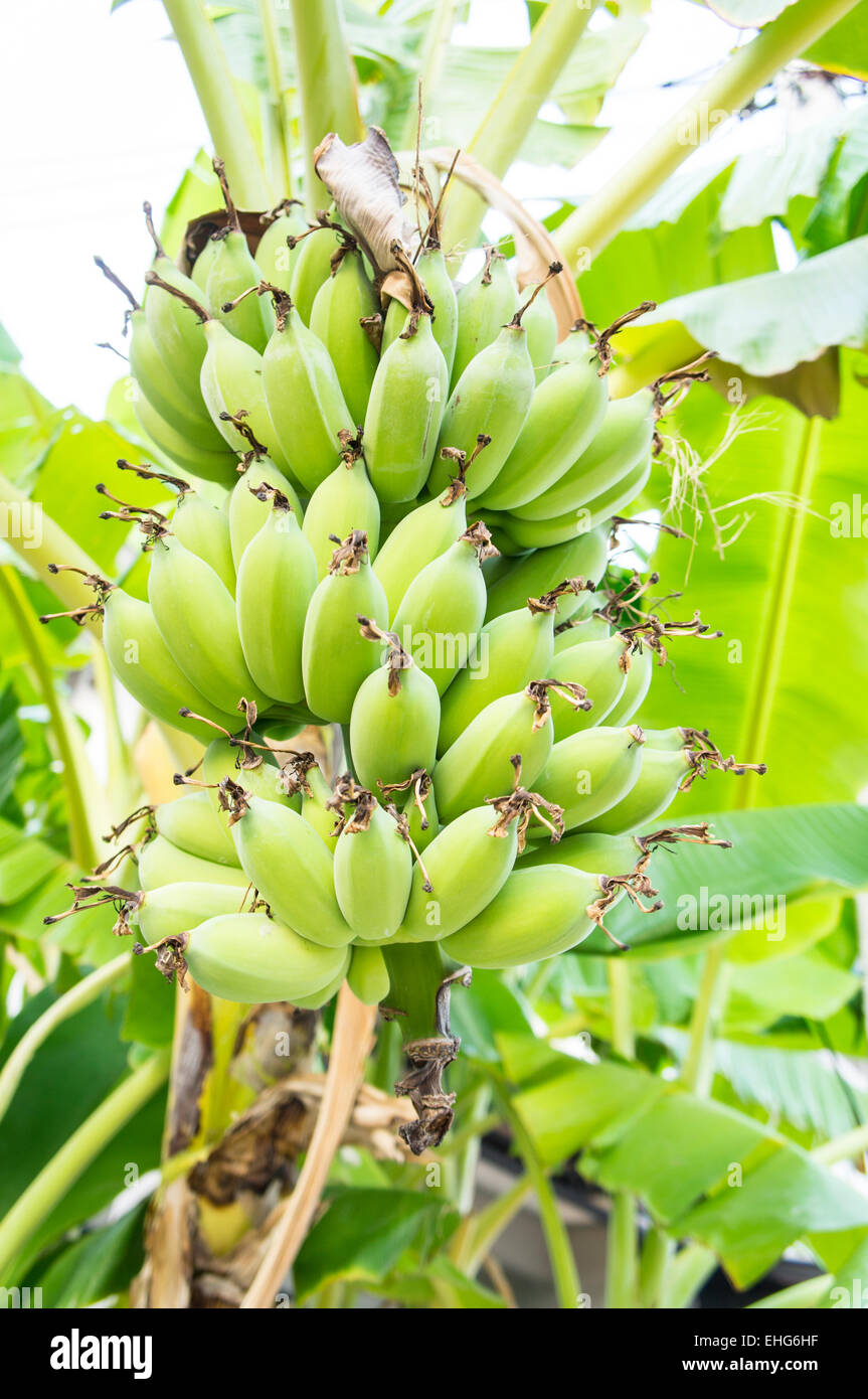 banana tree raw ripe plant leaf fruit Stock Photo