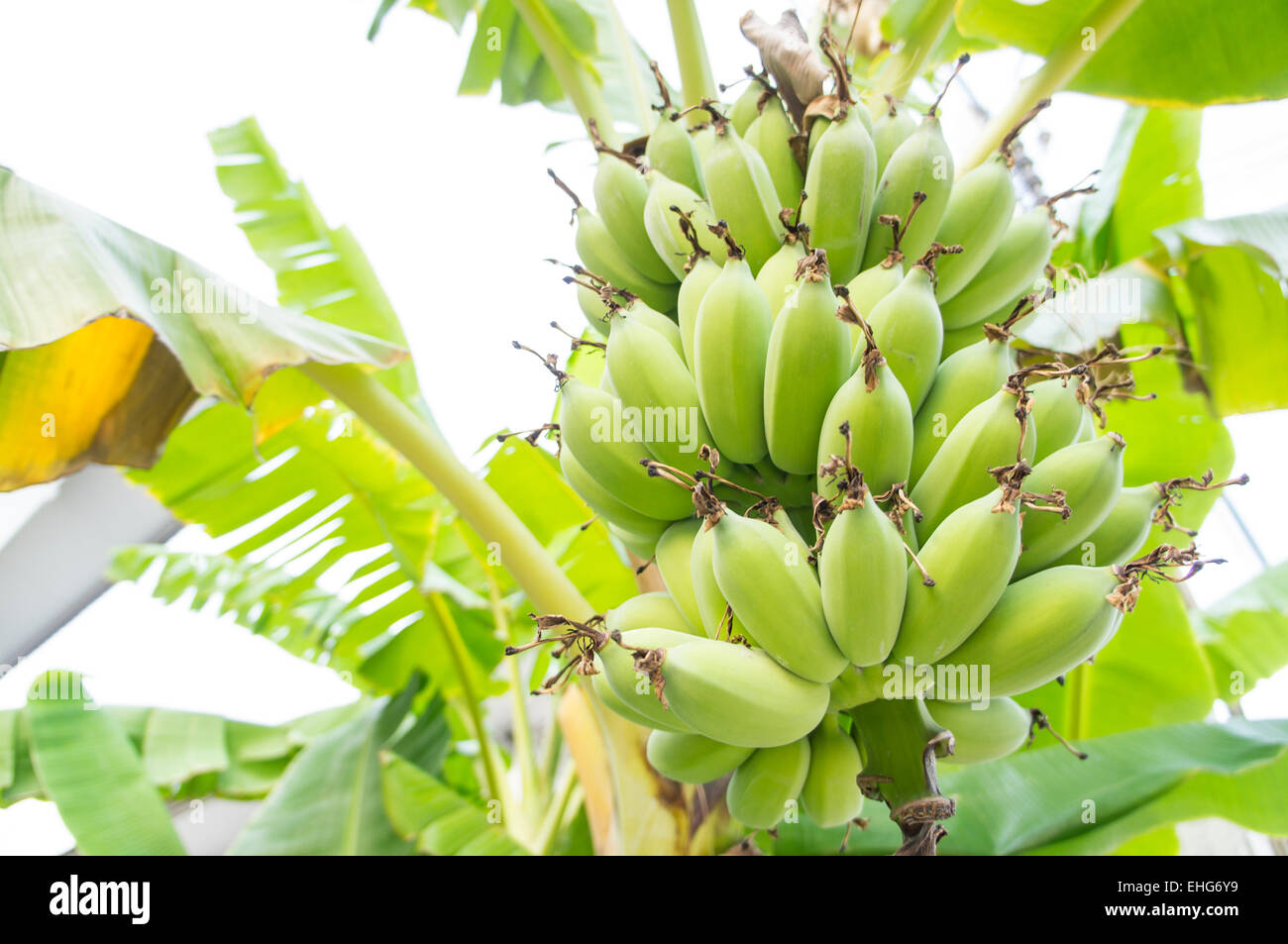 banana tree raw ripe plant leaf fruit Stock Photo