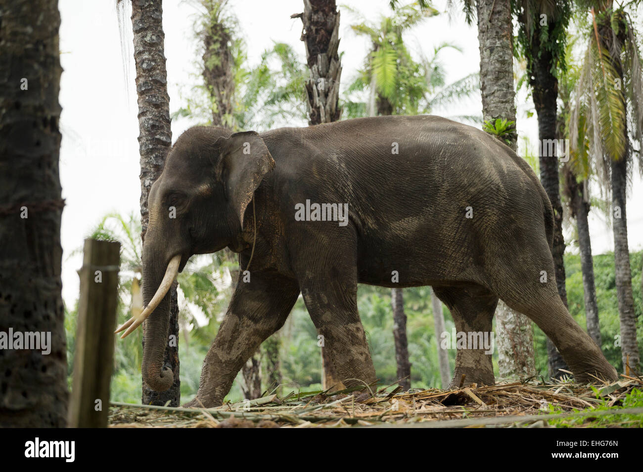 Sumatra Sumatran elephant Indonesia endangered Stock Photo - Alamy