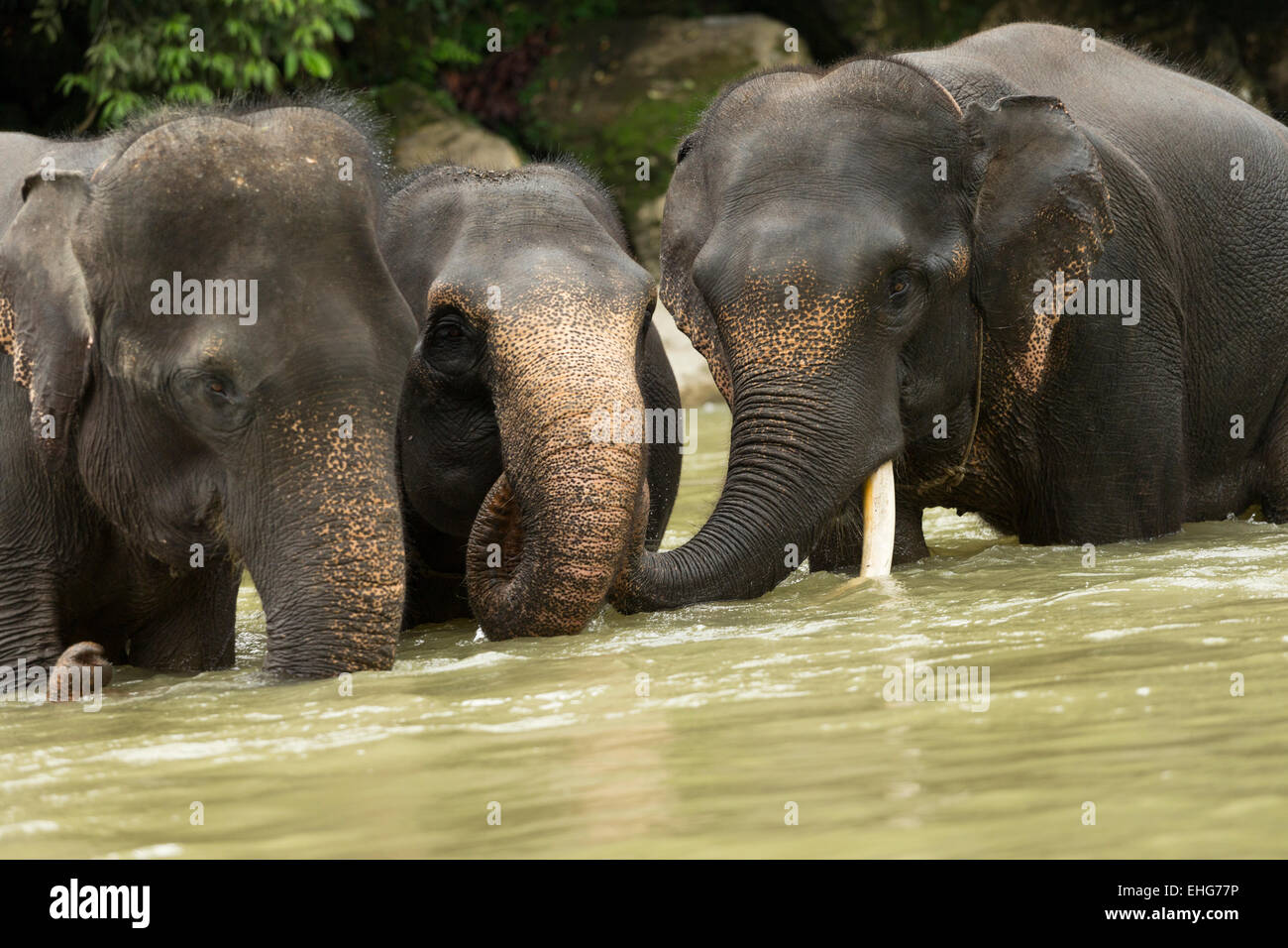 Sumatra Sumatran elephant Indonesia endangered Stock Photo - Alamy