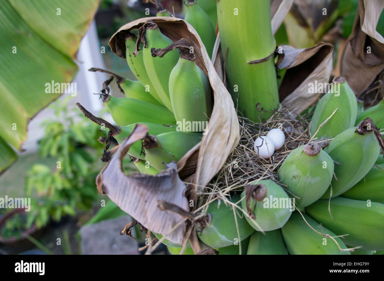 banana tree raw ripe plant leaf fruit bird nest Stock Photo