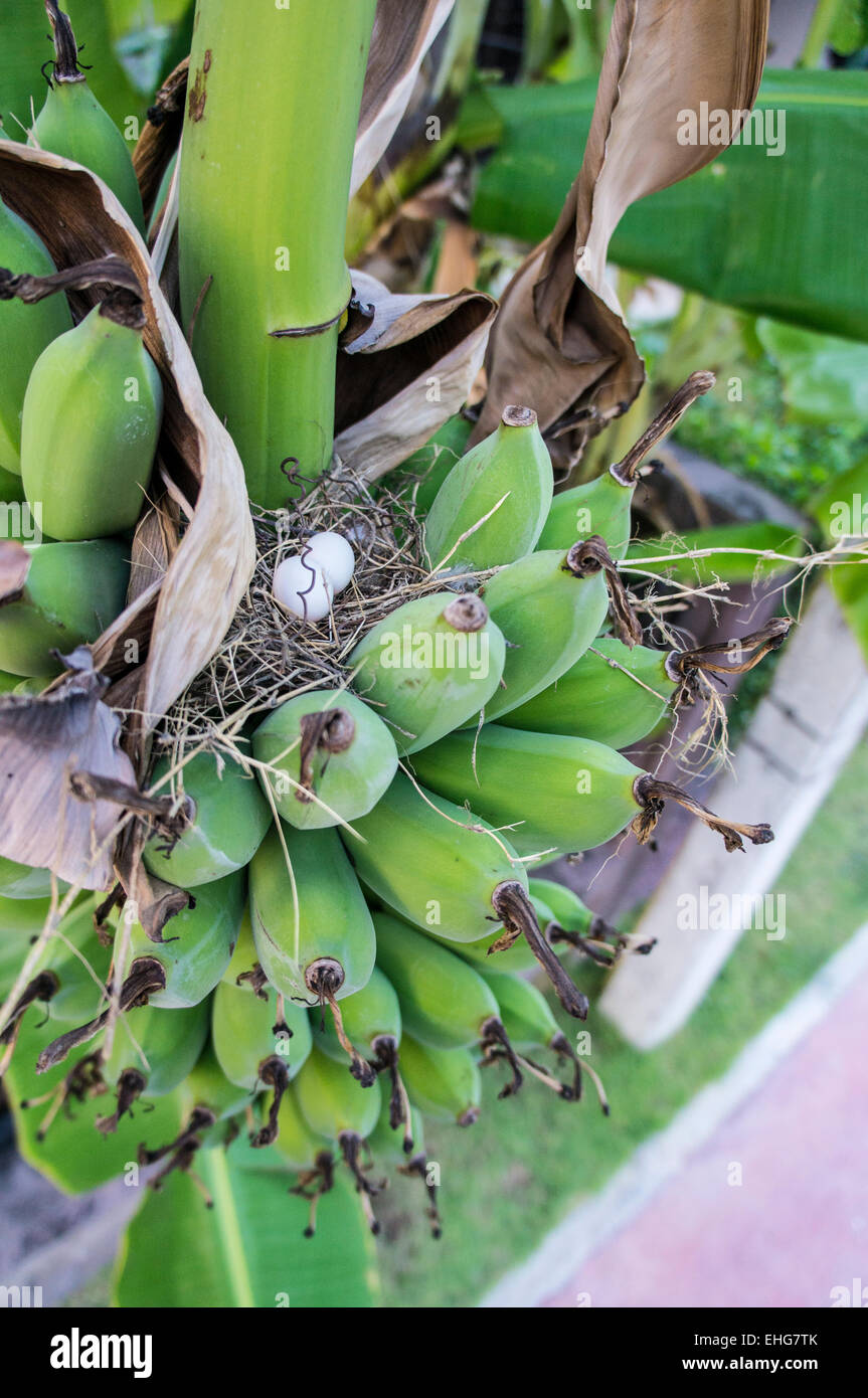 banana tree raw ripe plant leaf fruit bird nest Stock Photo