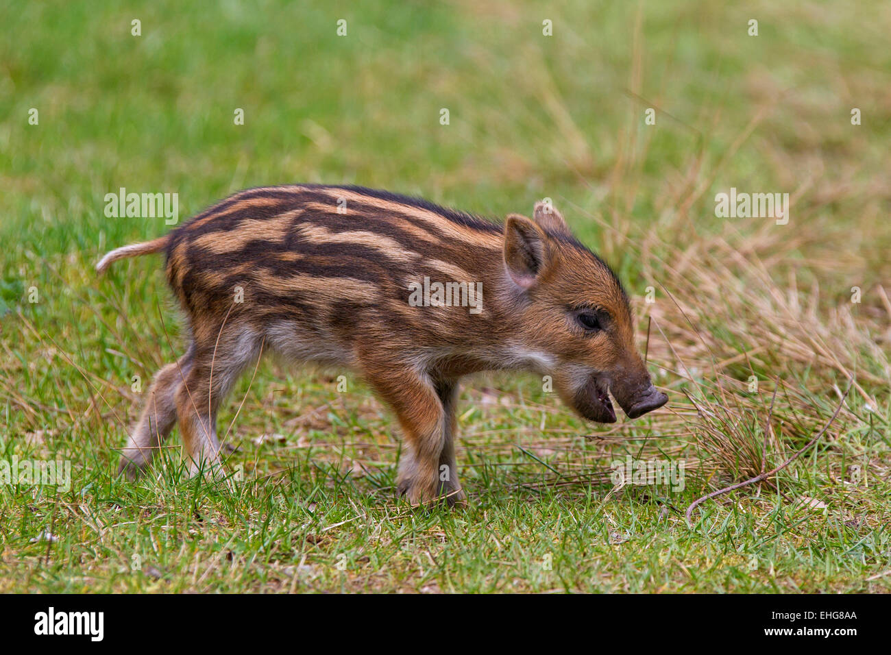 Wild boar (Sus scrofa) piglet in spring Stock Photo