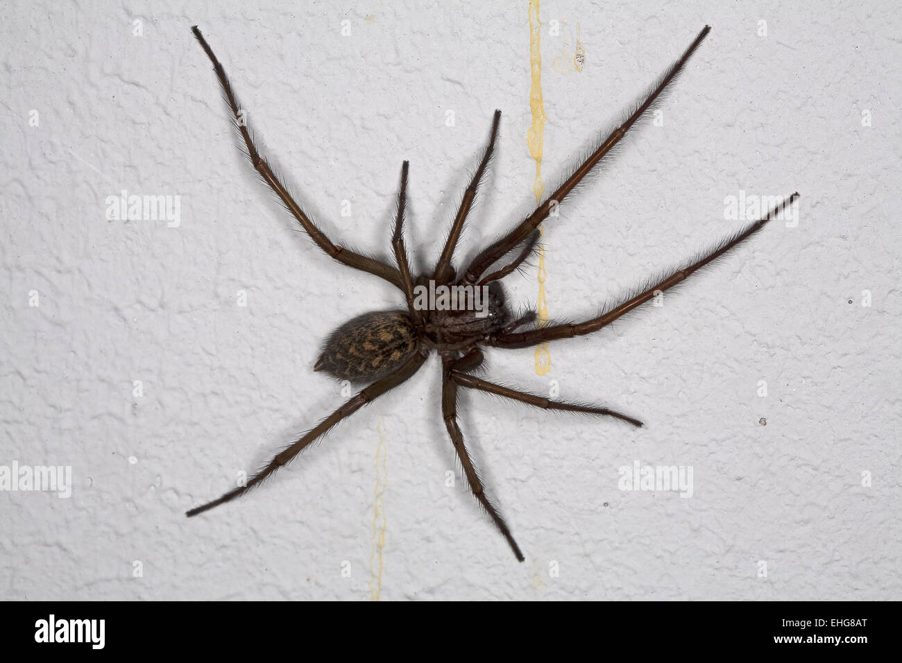 Tegenaria atrica, House Spider Stock Photo