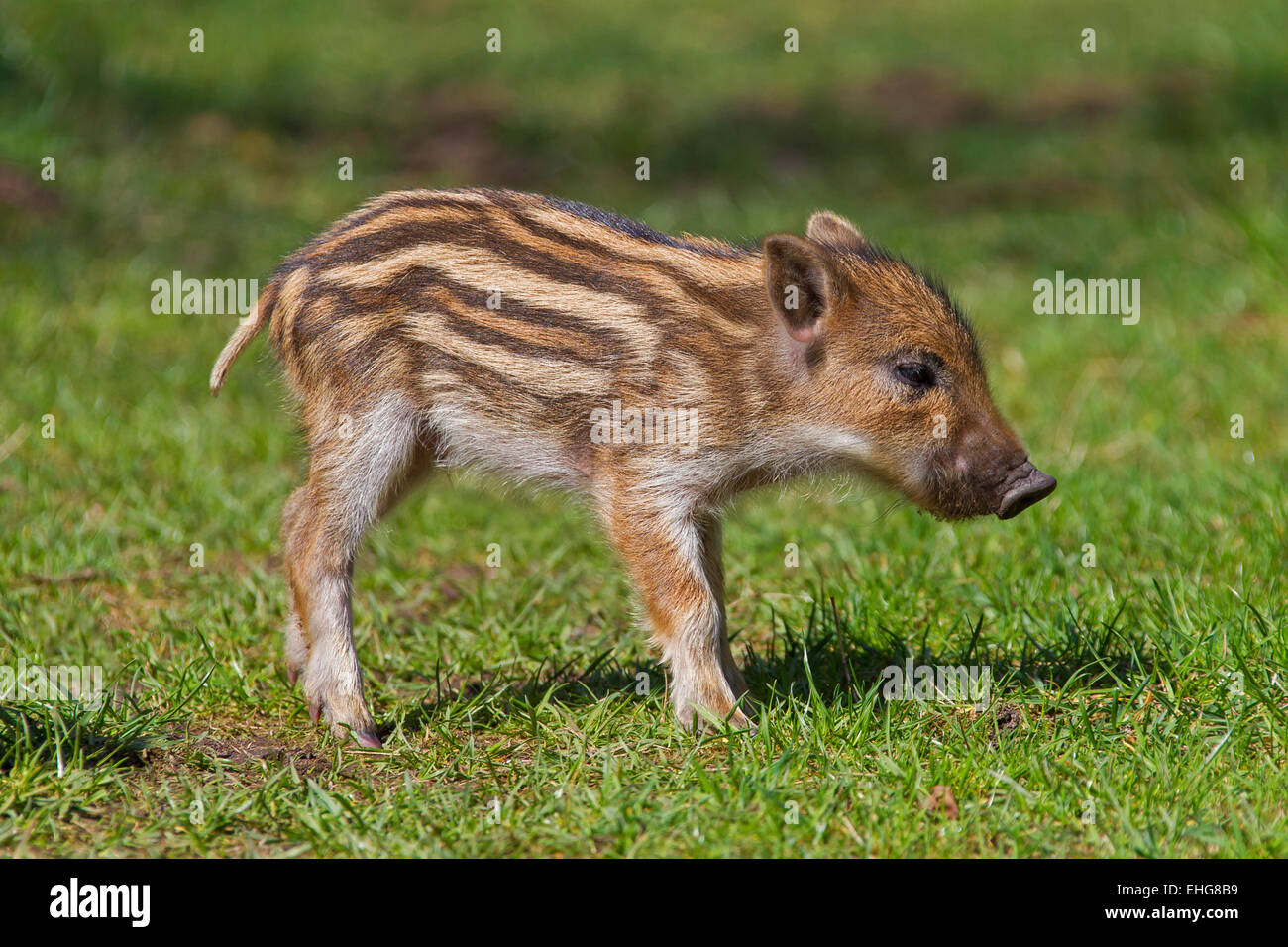 Wild boar (Sus scrofa) piglet in spring Stock Photo