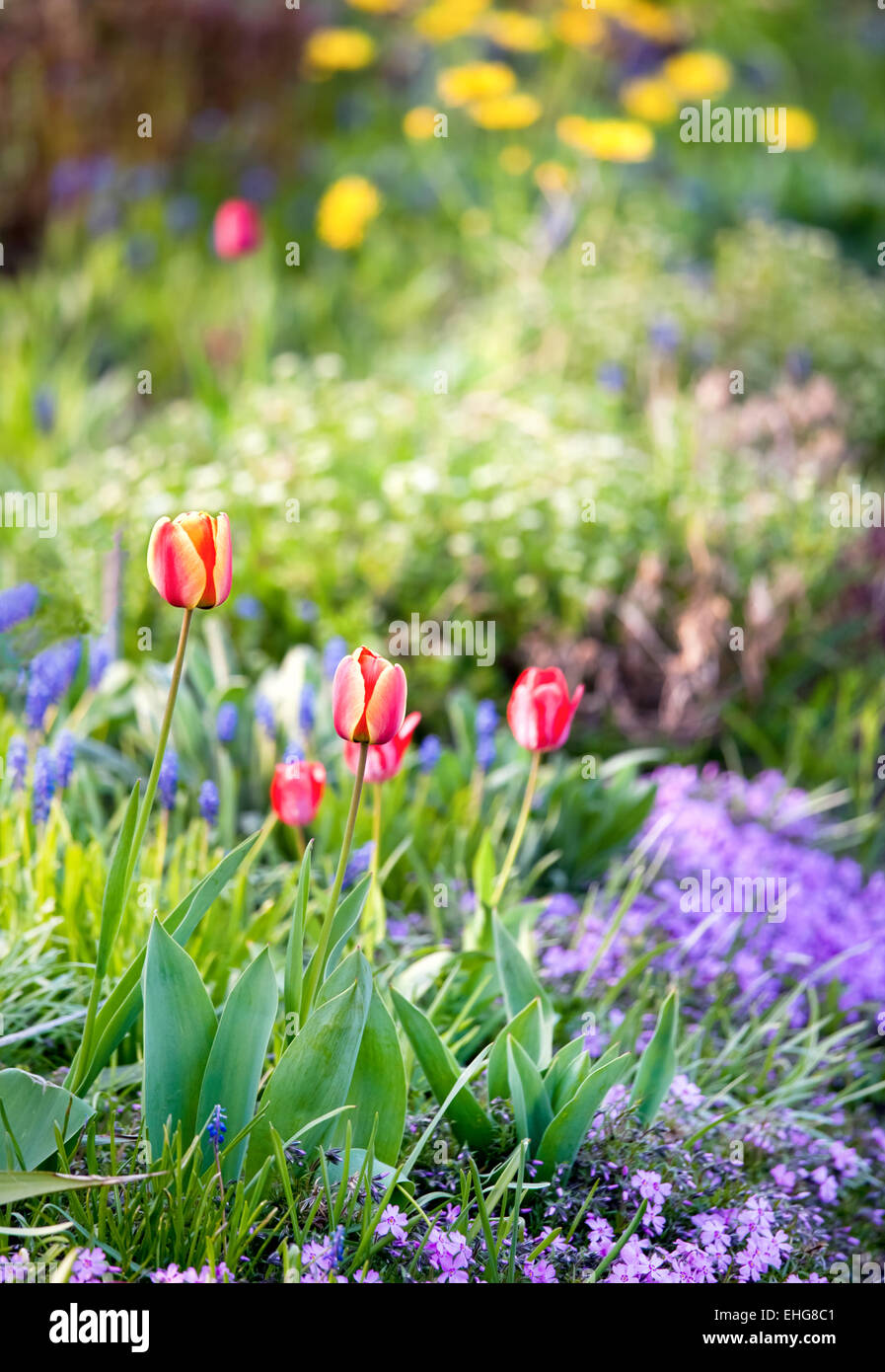 tulips in the garden Stock Photo - Alamy