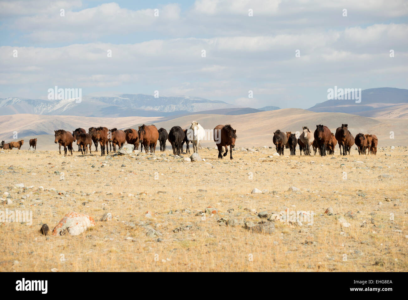 Wild free Mongolian horse Mongolia landscape Asia Stock Photo - Alamy