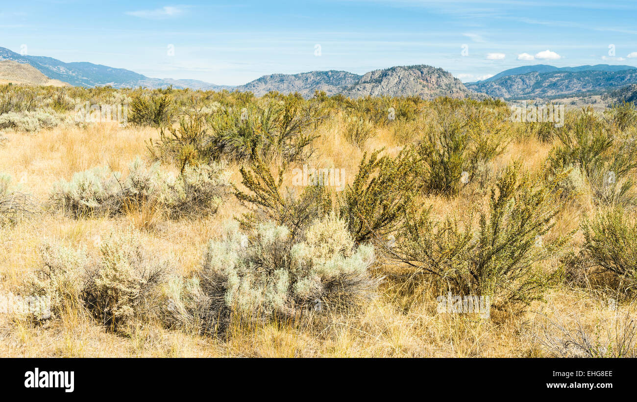 Sagebrush and antelope brush landscape at Osoyoos Desert Centre