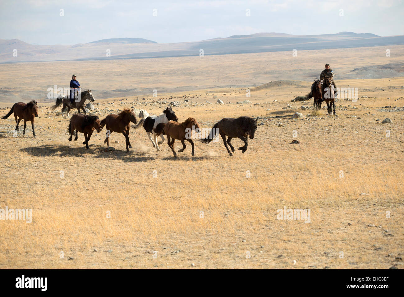 Wild free Mongolian horse Mongolia landscape Asia Stock Photo