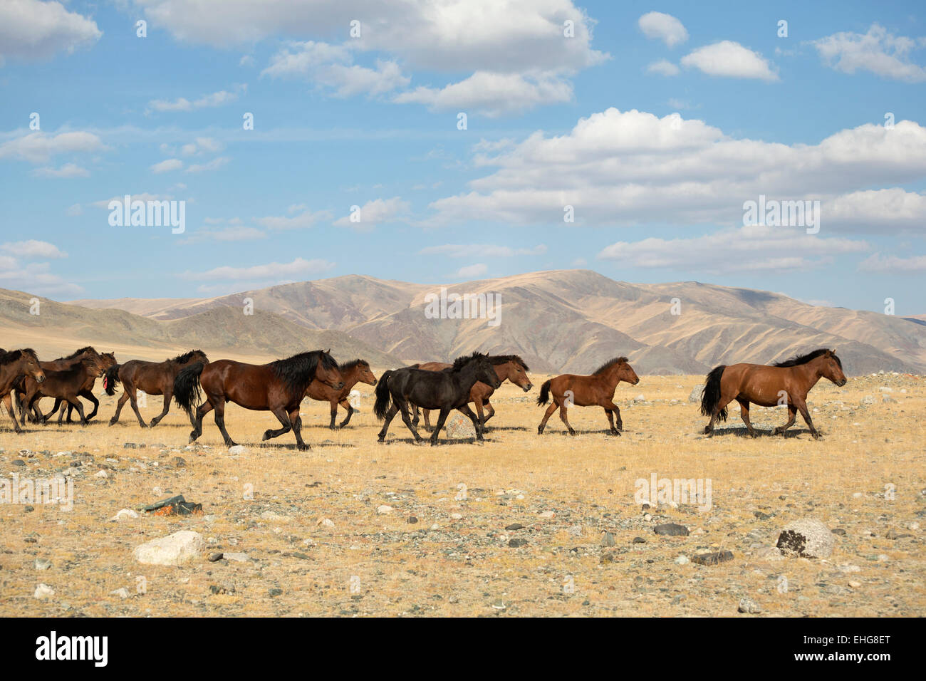 Wild free Mongolian horse Mongolia landscape Asia Stock Photo