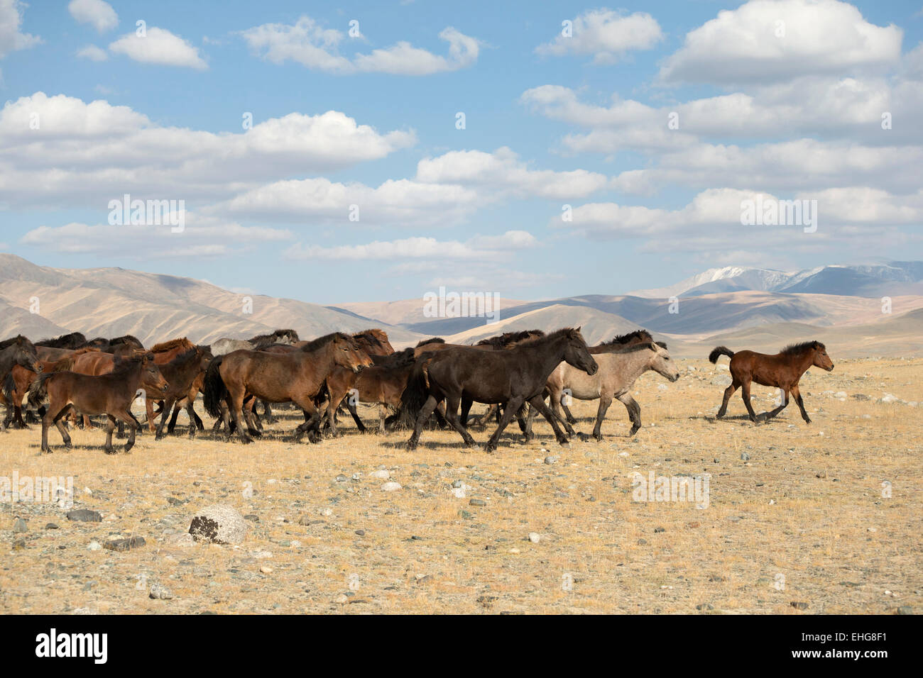 Wild free Mongolian horse Mongolia landscape Asia Stock Photo