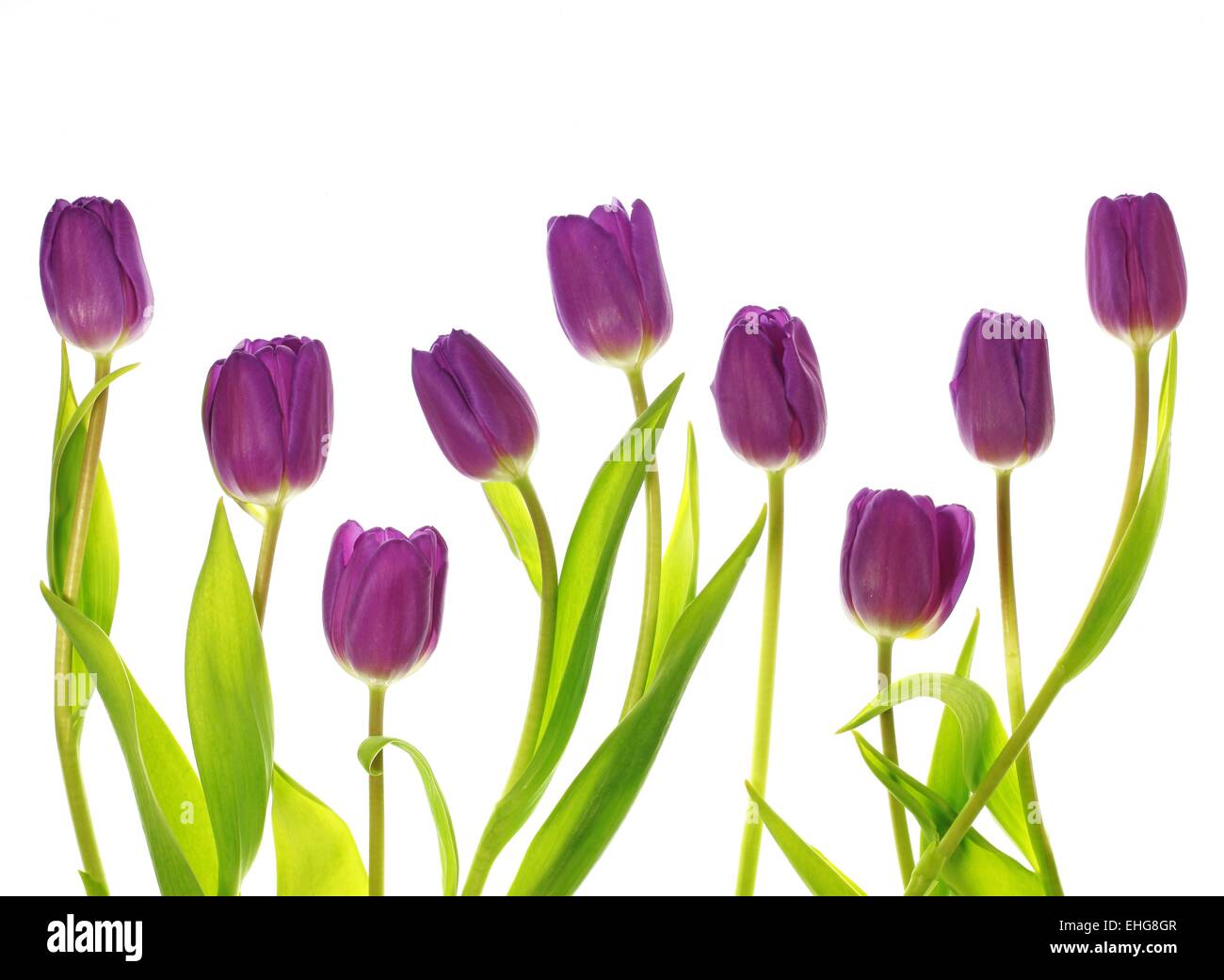 tulip blossom Stock Photo