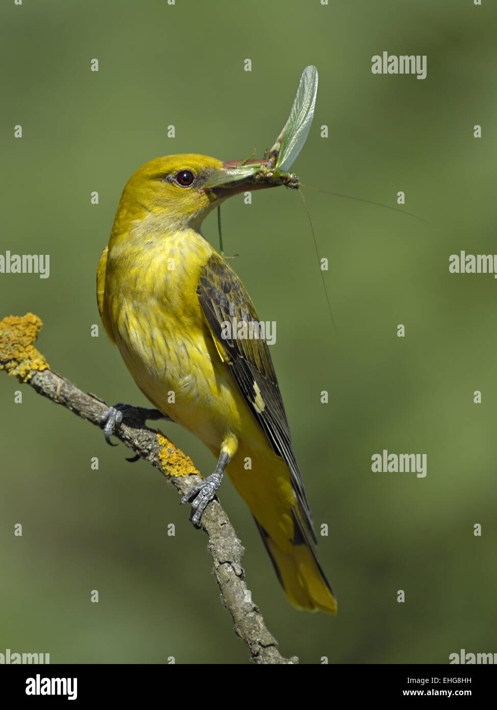 Pirol hi-res stock photography and images - Alamy