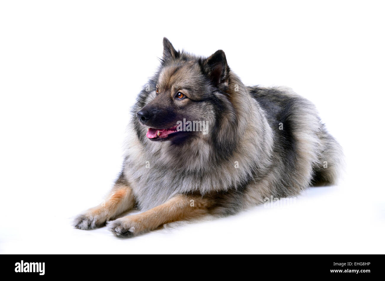 Keeshond dog portrait photography studio Stock Photo