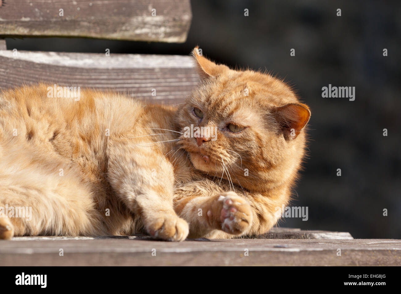 cat garfield Stock Photo