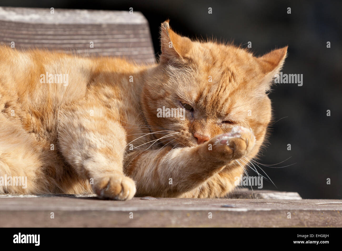 cat garfield Stock Photo