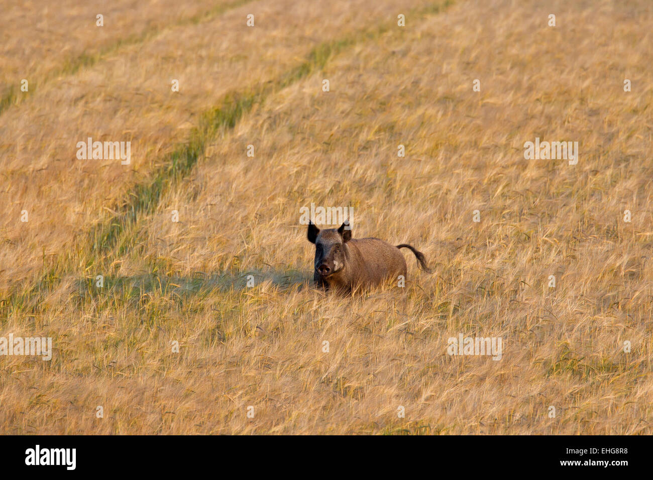 Wild boar (Sus scrofa) trampling crop by foraging in cornfield on farmland in summer Stock Photo