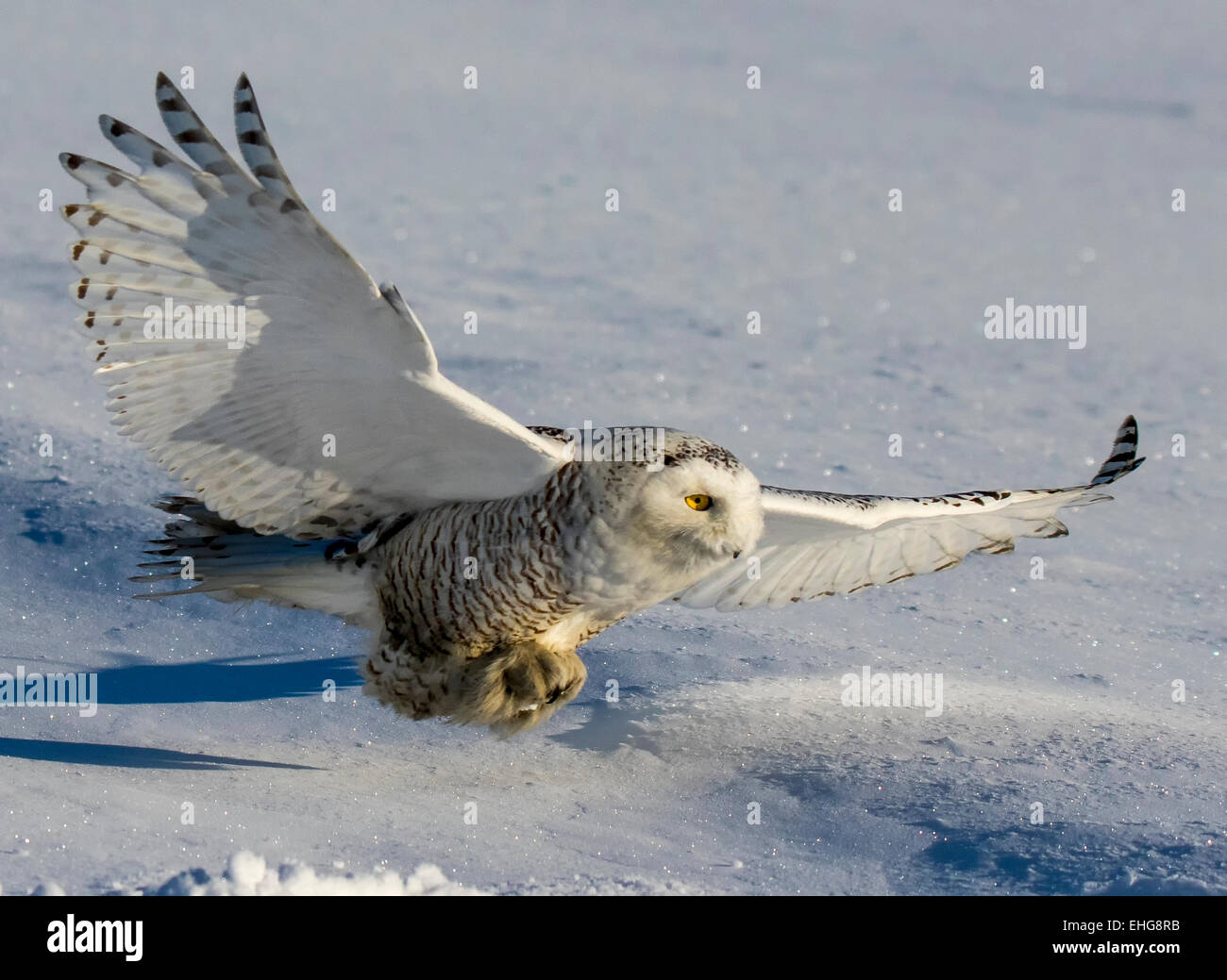 SNOWY OWLS HUNT IN CANADA WHERE THEY CAN FIND SMALL CRITTERS.   VERY STRONG BIRDS OF PREY. Stock Photo