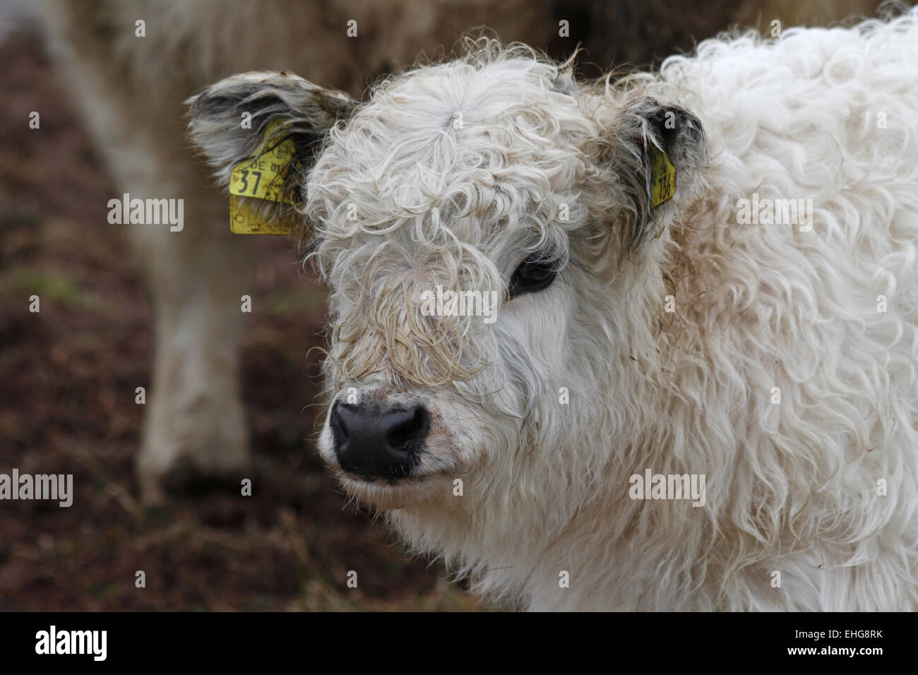 Galloway Rind High Resolution Stock Photography and Images - Alamy