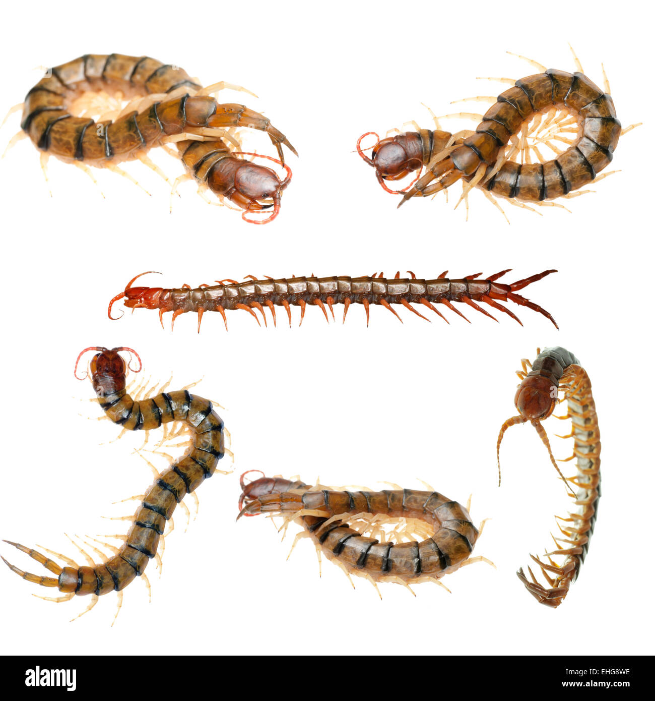 poison centipede isolated collection Stock Photo Alamy