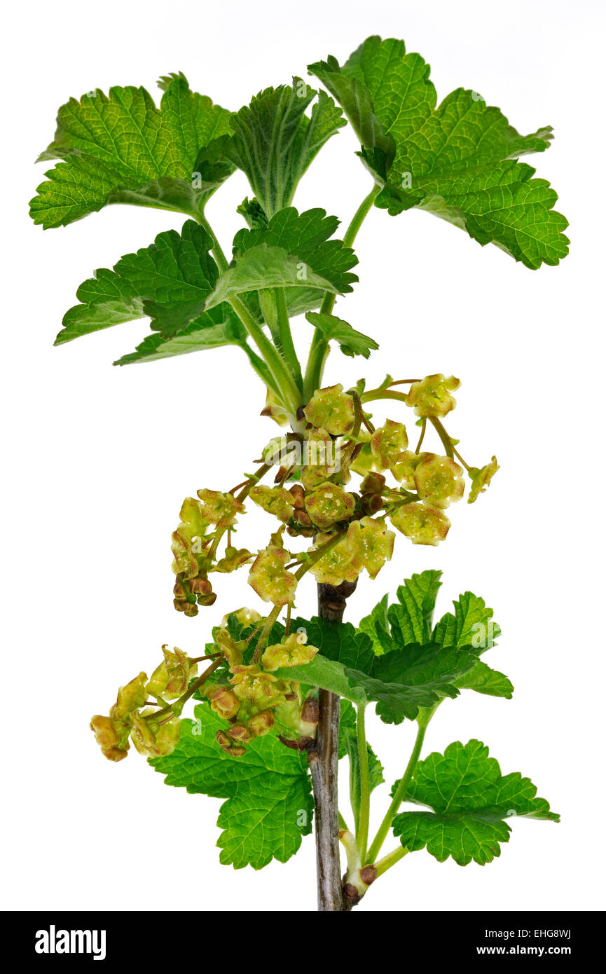 Redcurrant / Red currant (Ribes rubrum) close up of branch blossoming against white background Stock Photo