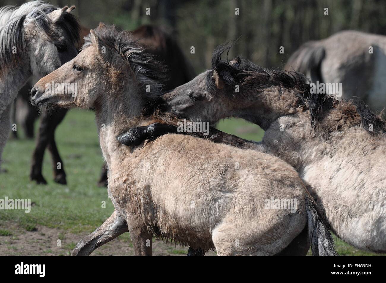 Fighting horses Stock Photo