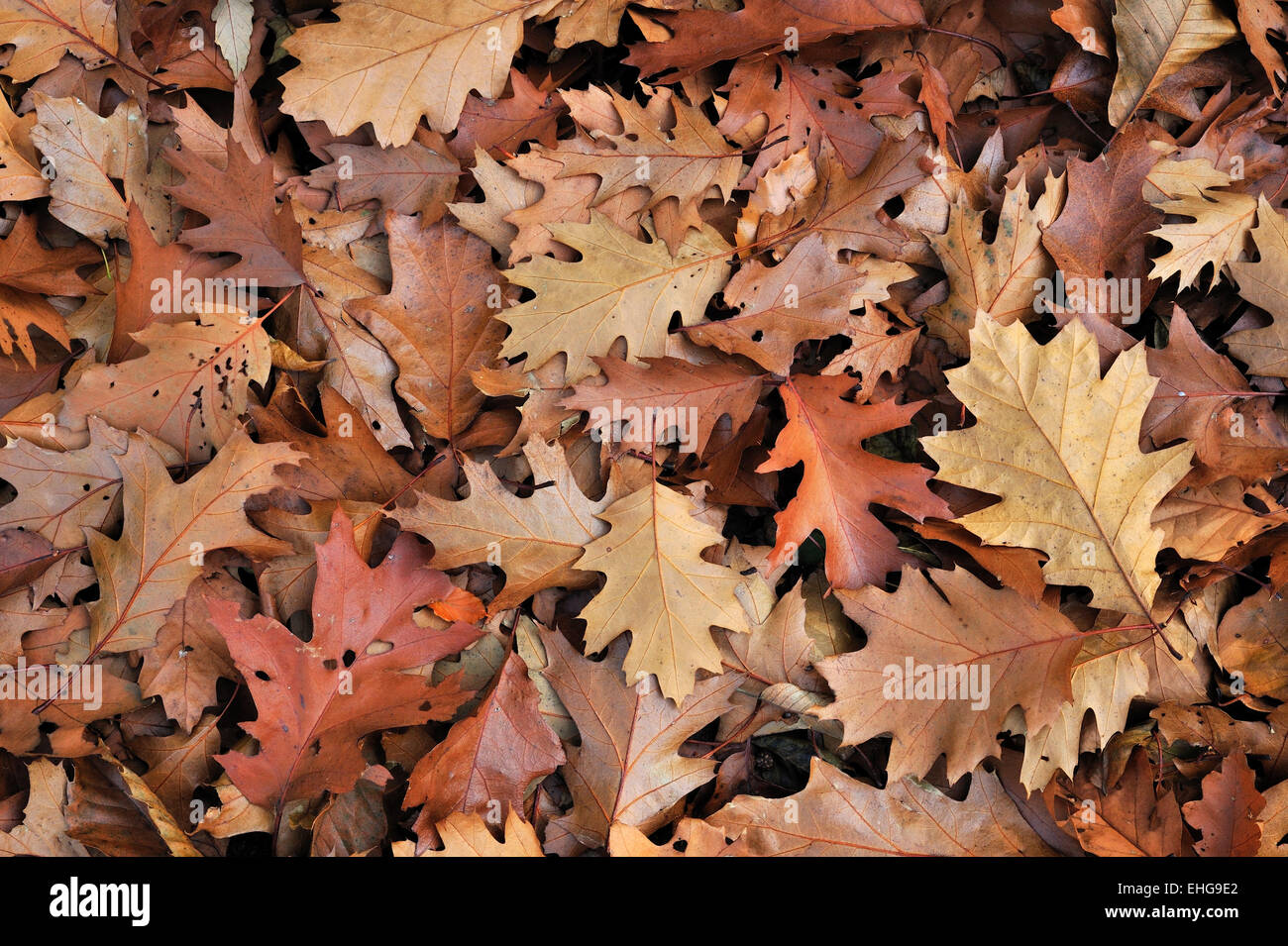Northern red oak / champion oak (Quercus rubra / Quercus borealis) fallen leaves on the forest floor in autumn Stock Photo