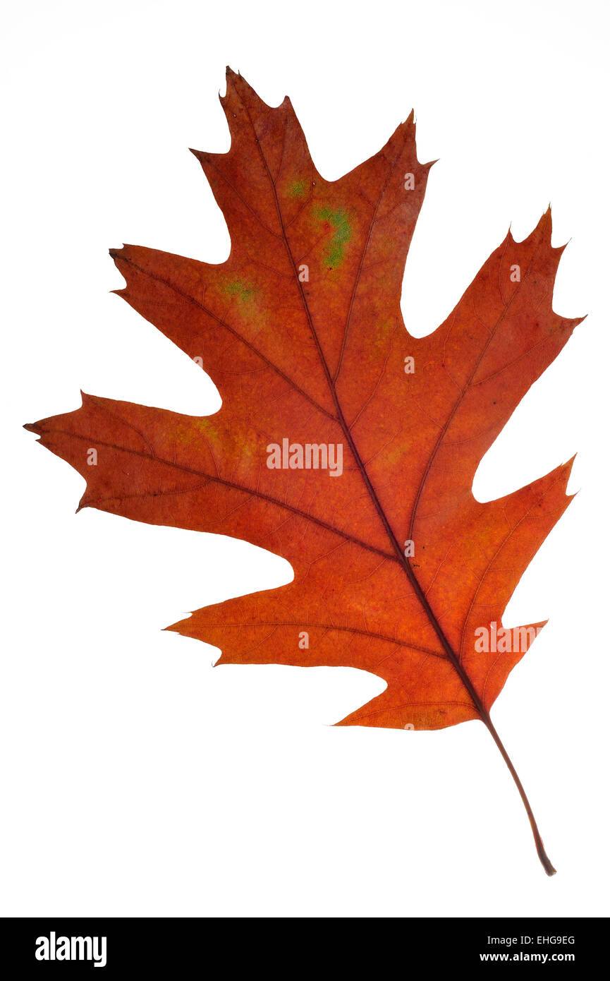 Northern red oak / champion oak (Quercus rubra / Quercus borealis) close up of leaf in brown autumn colours, native to the USA Stock Photo