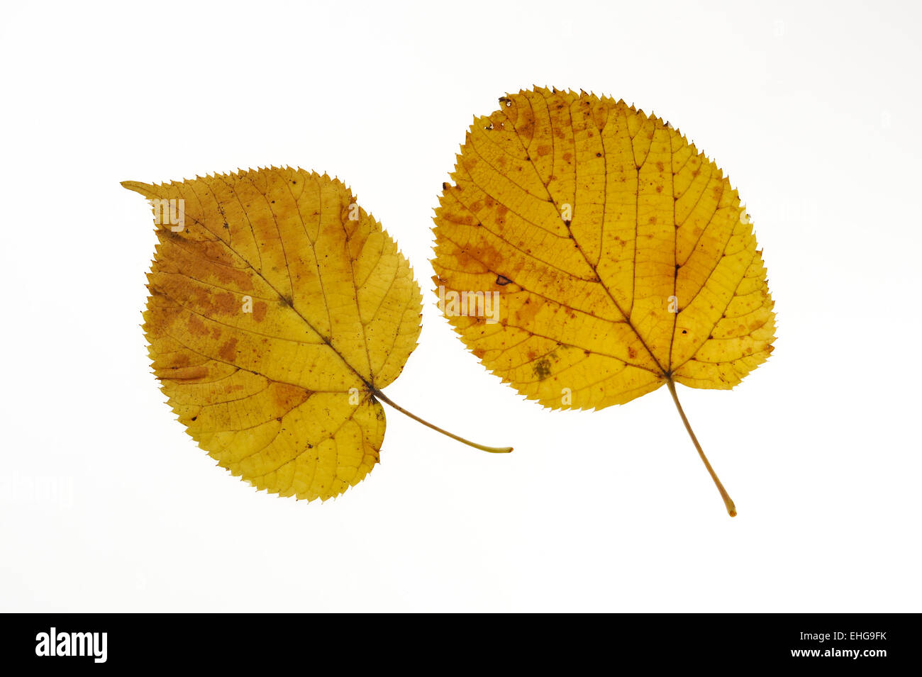 Basswood / American linden / Lime-tree (Tilia americana) leaves in autumn colours, native to eastern North America Stock Photo
