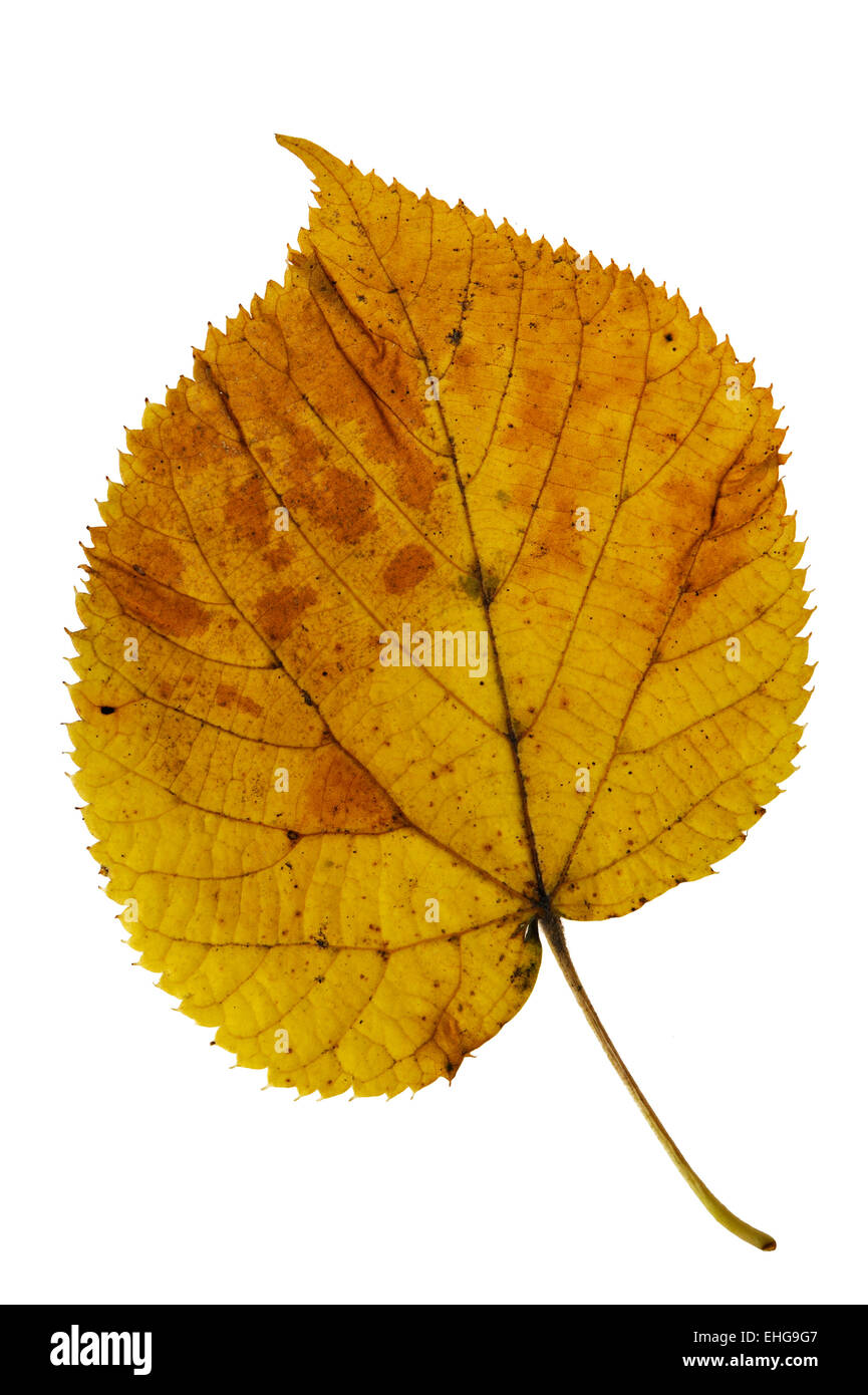 Basswood / American linden / Lime-tree (Tilia americana) leaf in autumn colours, native to eastern North America Stock Photo