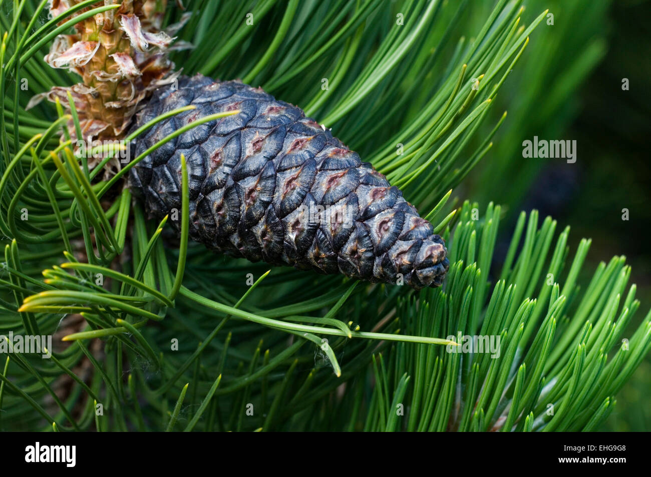 Bosnian pine (Pinus heldreichii / Pinus leucodermis) close up of pine cone and needles, Bosnia Stock Photo