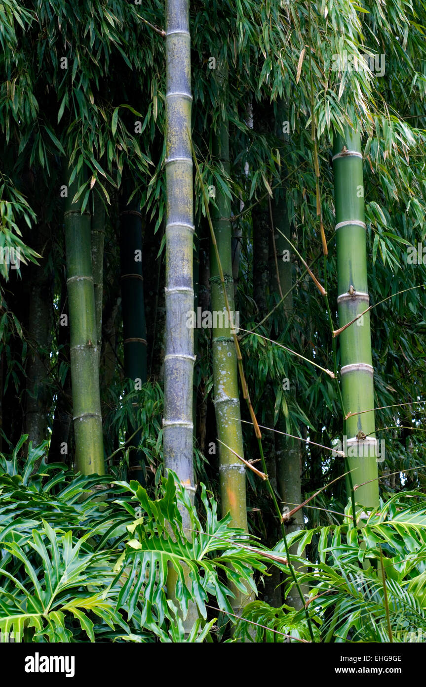 Guadua Bamboo (Guadua angustifolia), largest Neotropical bamboo, endemic to Tropical America Stock Photo