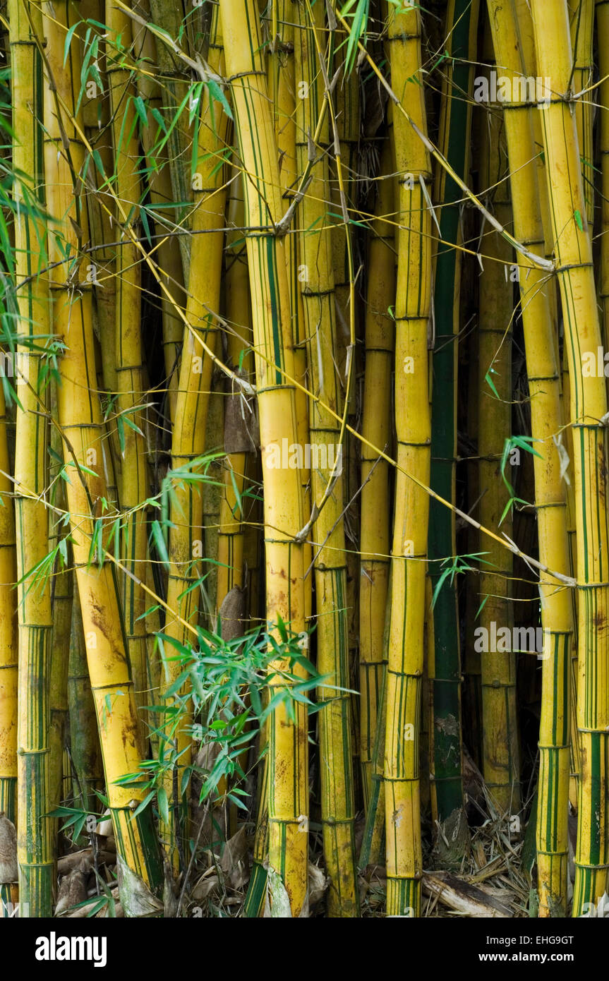 Painted bamboo / Striped bamboo / Golden Hawaiian bamboo (Bambusa vulgaris Vittata) native to Indochina Stock Photo