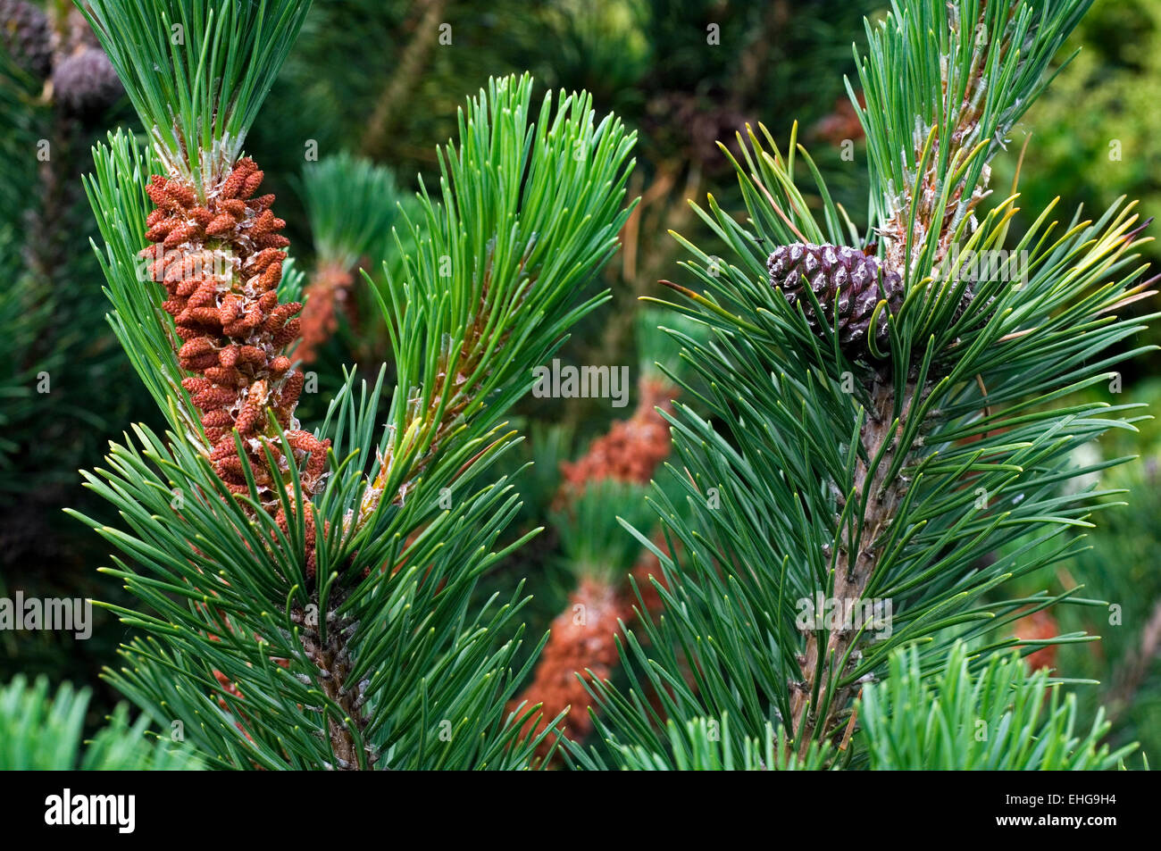 Swiss mountain pine / dwarf mountain pines (Pinus mugo) showing male flowers and developing cones, Switserland, The Alps Stock Photo