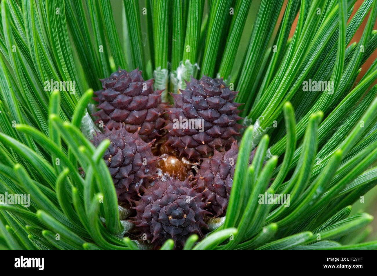 Swiss mountain pine / dwarf mountain pines (Pinus mugo) close up of female flowers and pine needles, Switserland, The Alps Stock Photo