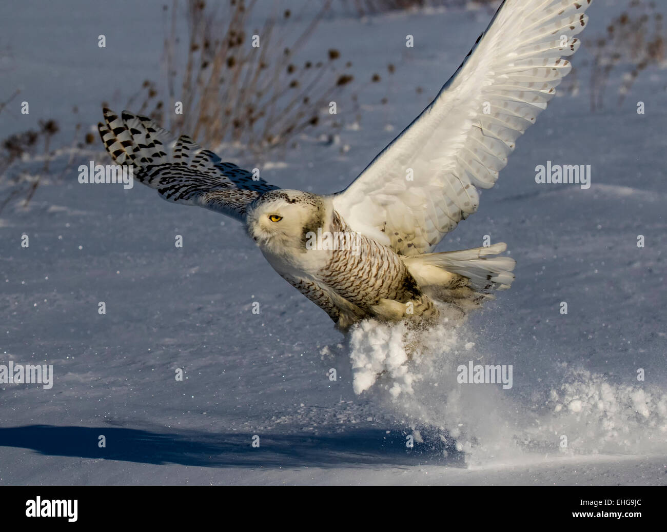 SNOWY OWLS HUNT IN CANADA WHERE THEY CAN FIND SMALL CRITTERS. VERY ...