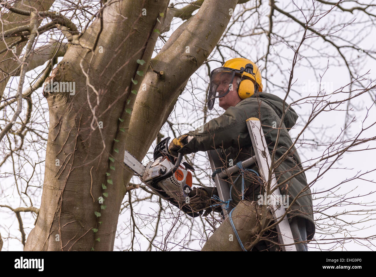 Tree surgeon in protective clothing in copper beech tree trimming back