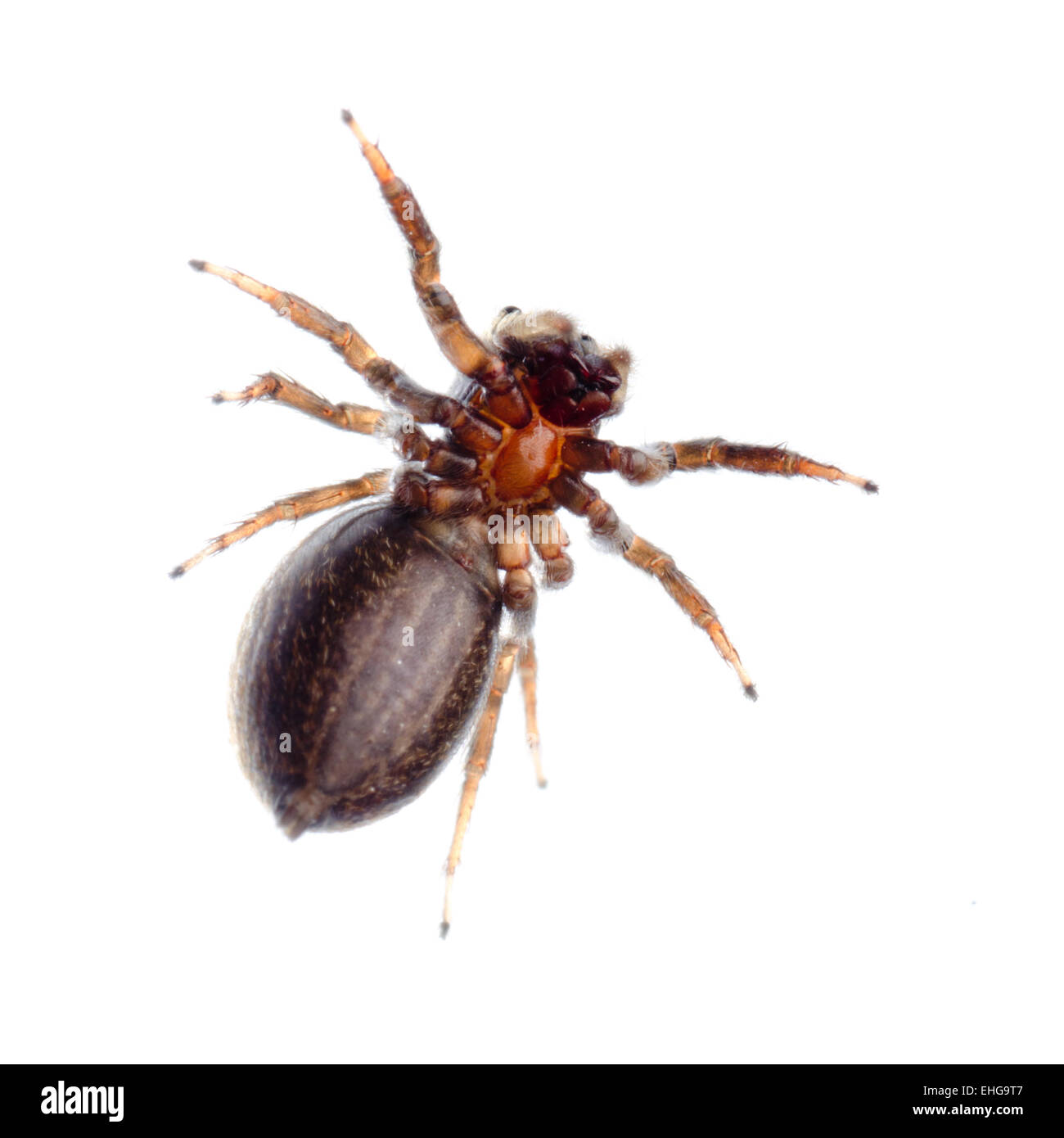 animal black jumping spider Stock Photo Alamy