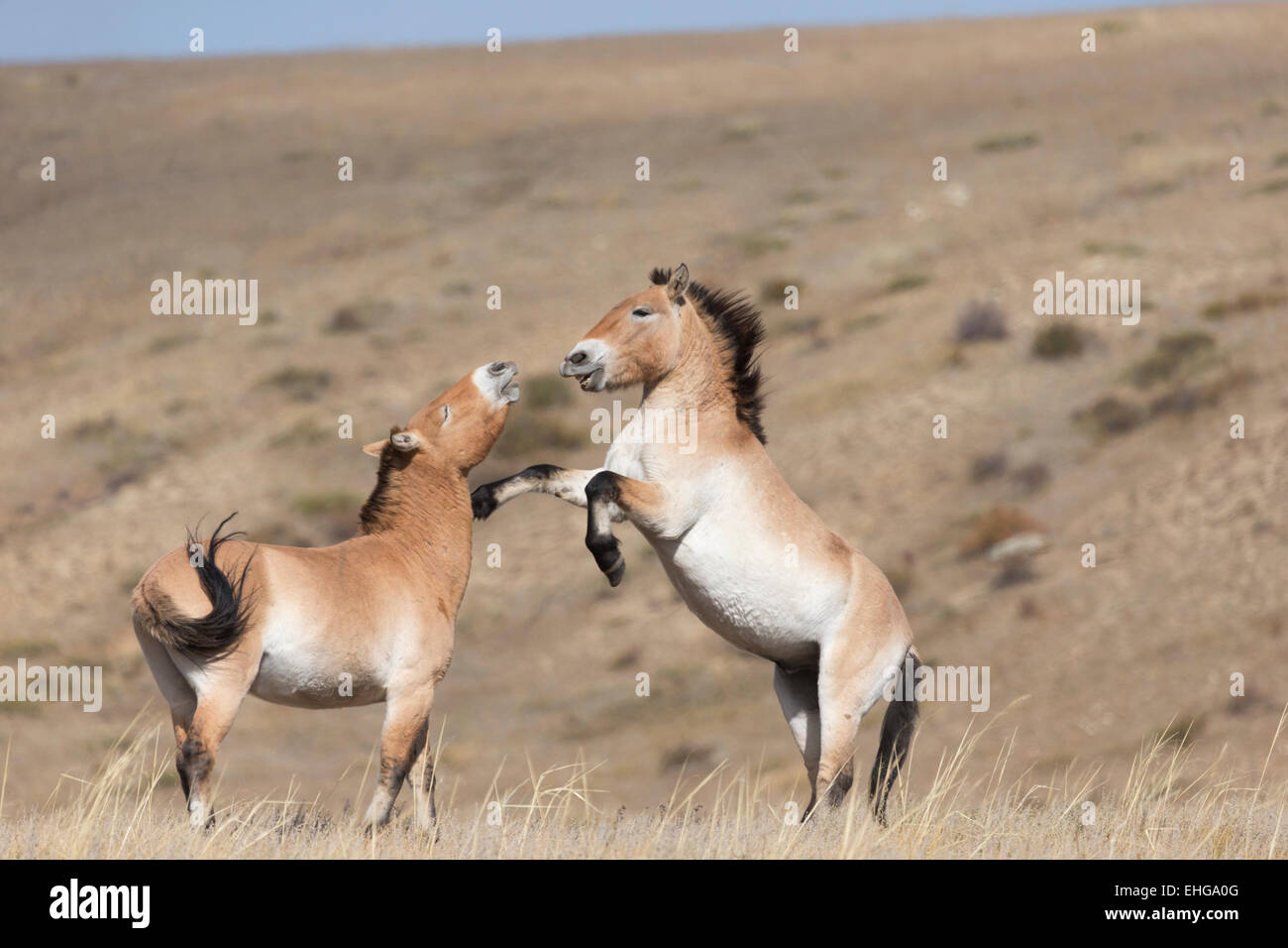 Przewalski wild Takhi horse Mongolia free wildlife Stock Photo - Alamy