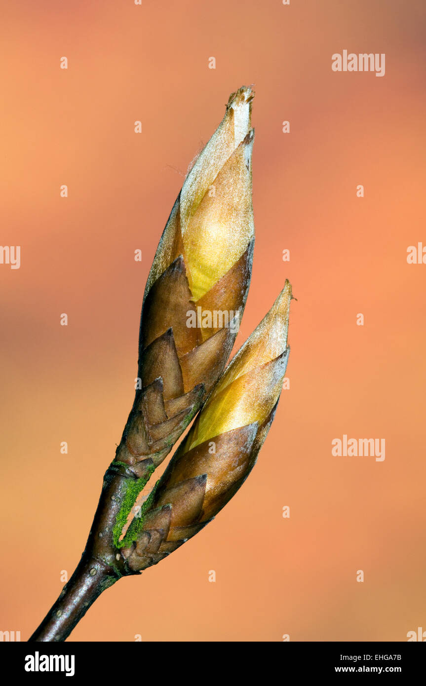 European beech / Common beech (Fagus sylvatica) close up of twig with opening buds Stock Photo