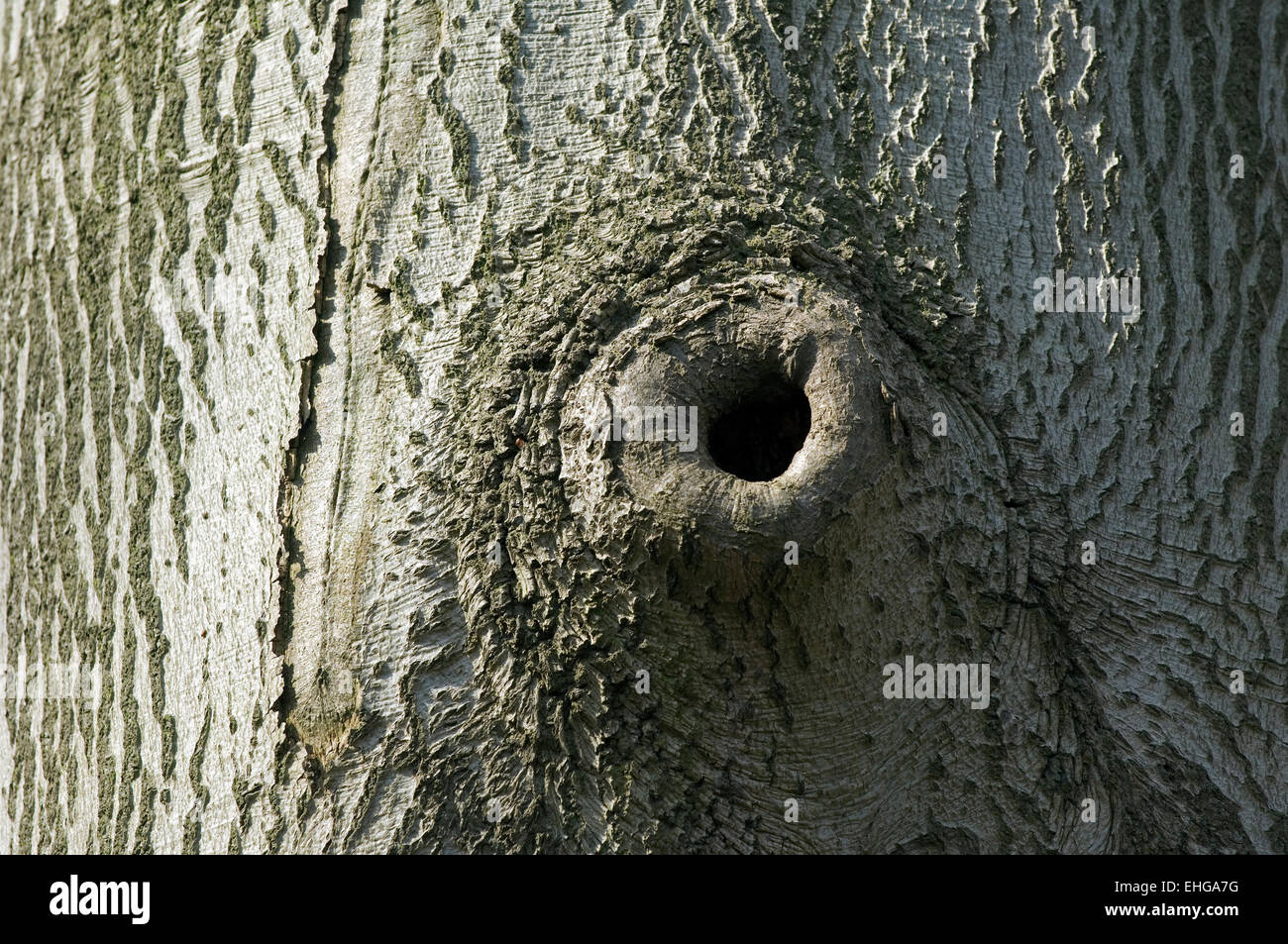 Pruning scar offering nesting cavity in European beech / Common beech tree trunk (Fagus sylvatica) Stock Photo