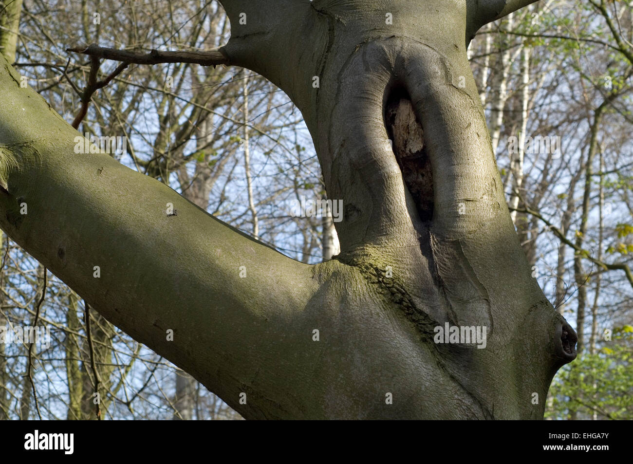 Pruning scar offering nesting cavity in European beech / Common beech tree trunk (Fagus sylvatica) Stock Photo