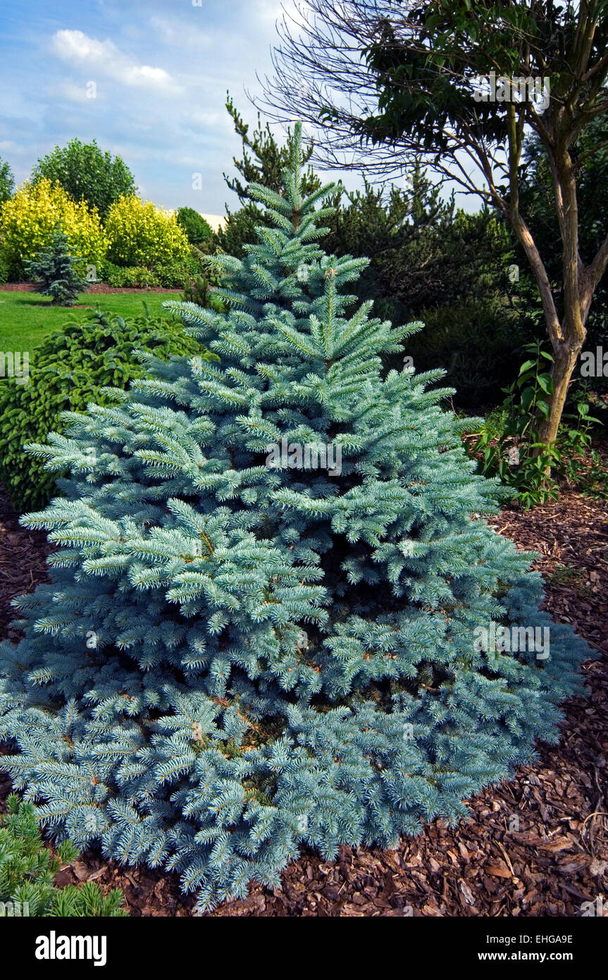 Blue spruce / green spruce / white spruce / Colorado blue spruce (Picea pungens) native to the Rocky Mountains of the US Stock Photo