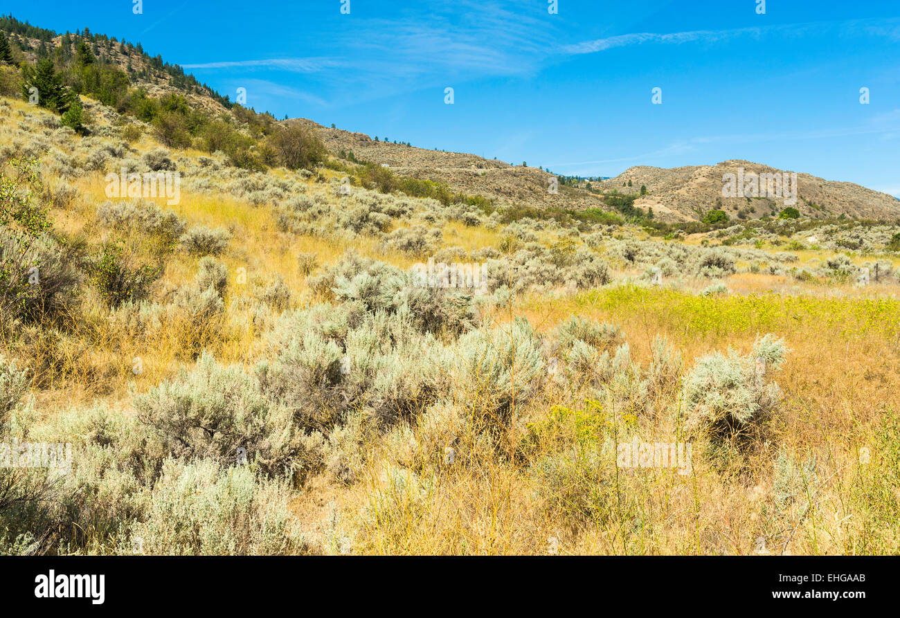Sagebrush landscape at Osoyoos Desert Centre, Osoyoos, British Columbia