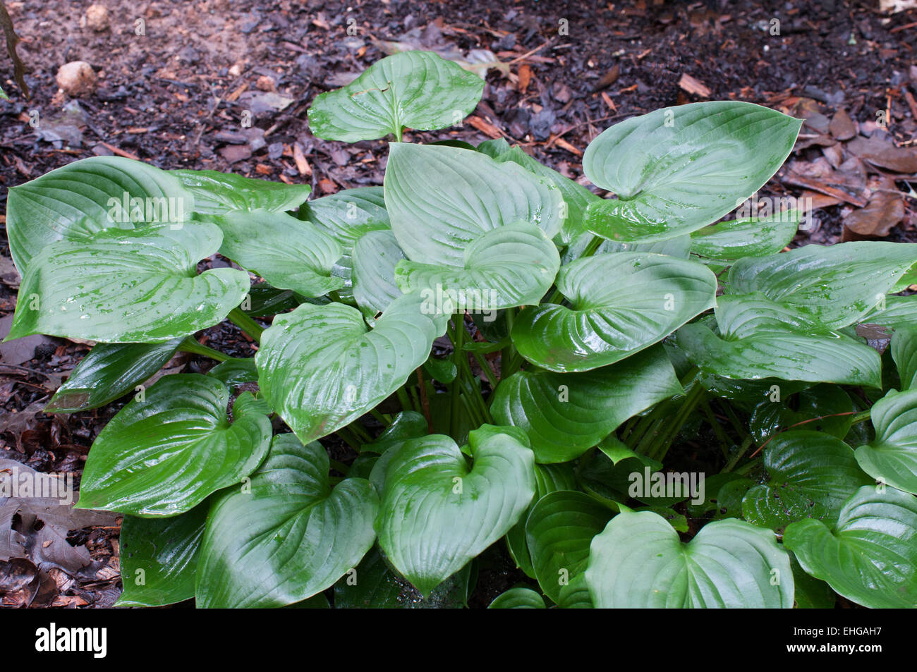 Hosta Heartleaf Stock Photo