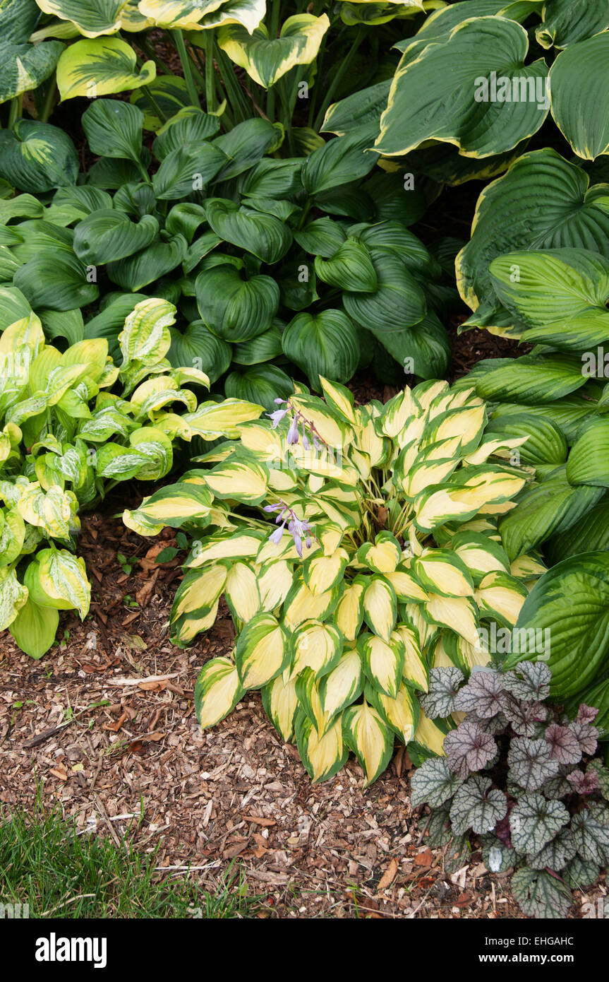 Hosta Island Charm Stock Photo