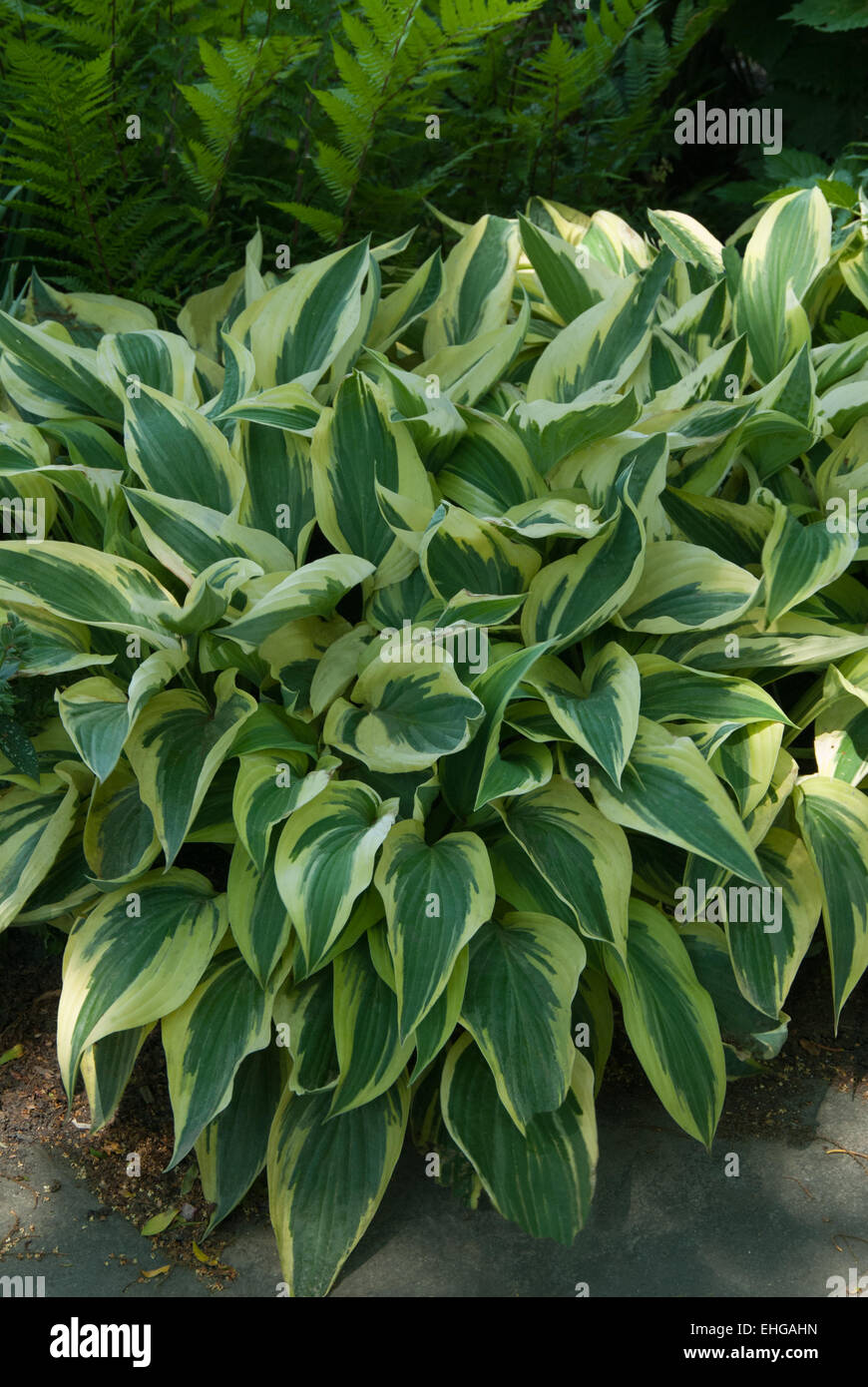 Hosta Lakeside Dragon Stock Photo