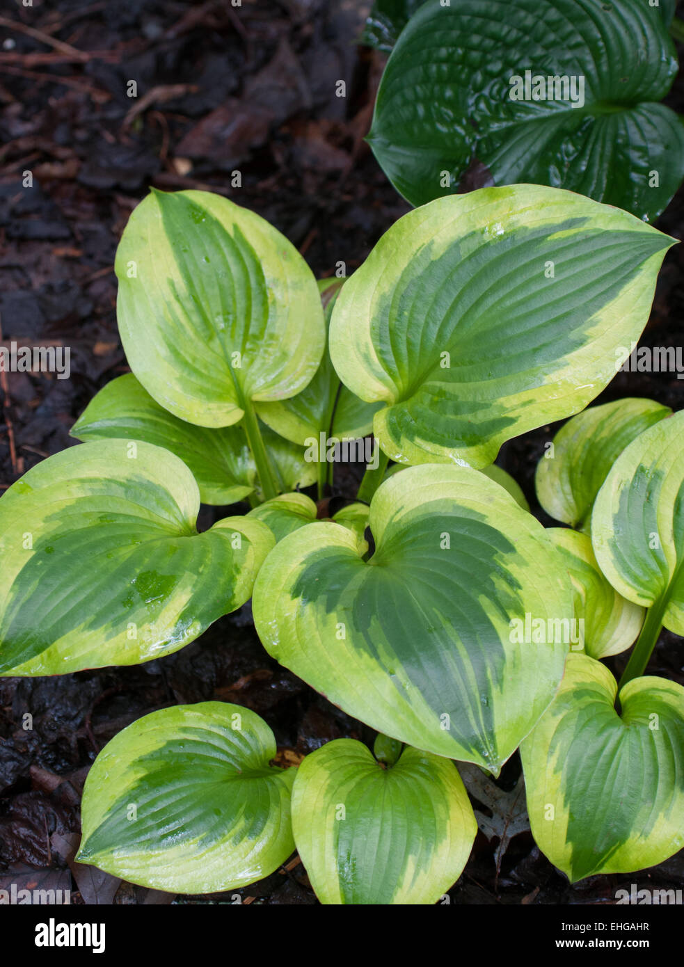 Hosta Last Dance Stock Photo